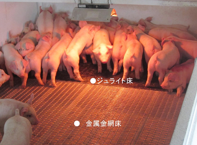 ジュライト　豚の飼育場　床に敷設