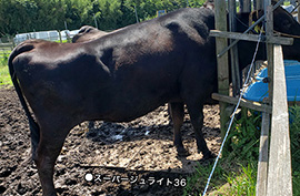 ジュライト　牛の餌場　床に敷設